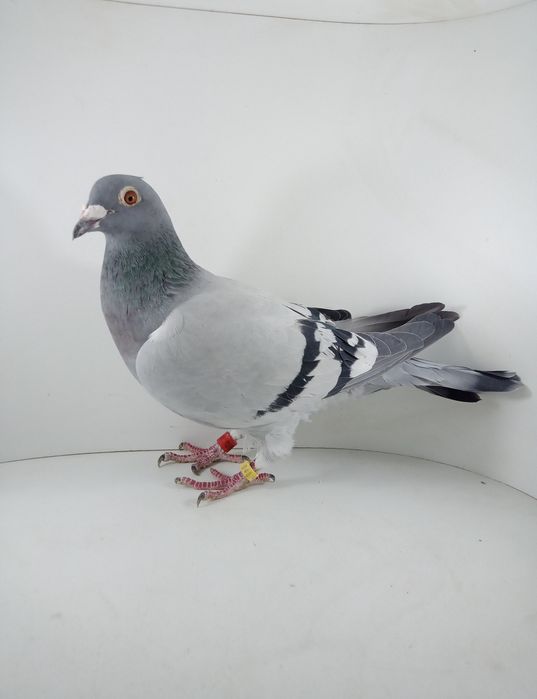 Piękny samiec 22r Stepniewski L.KK gołębie pocztowe
