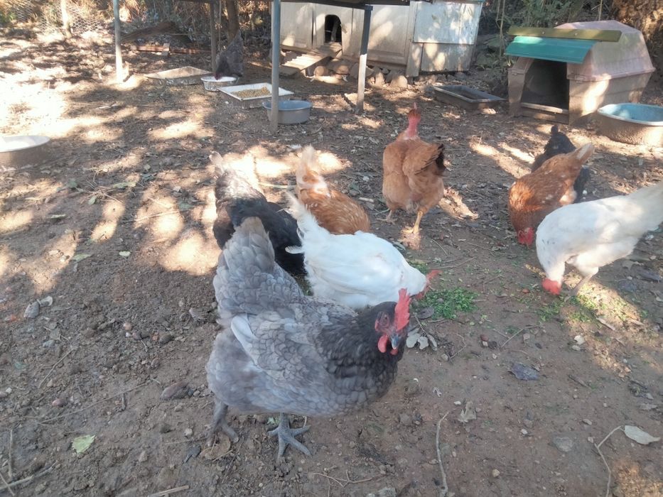 9 Galinhas poedeiras - 90 euros (negociável)