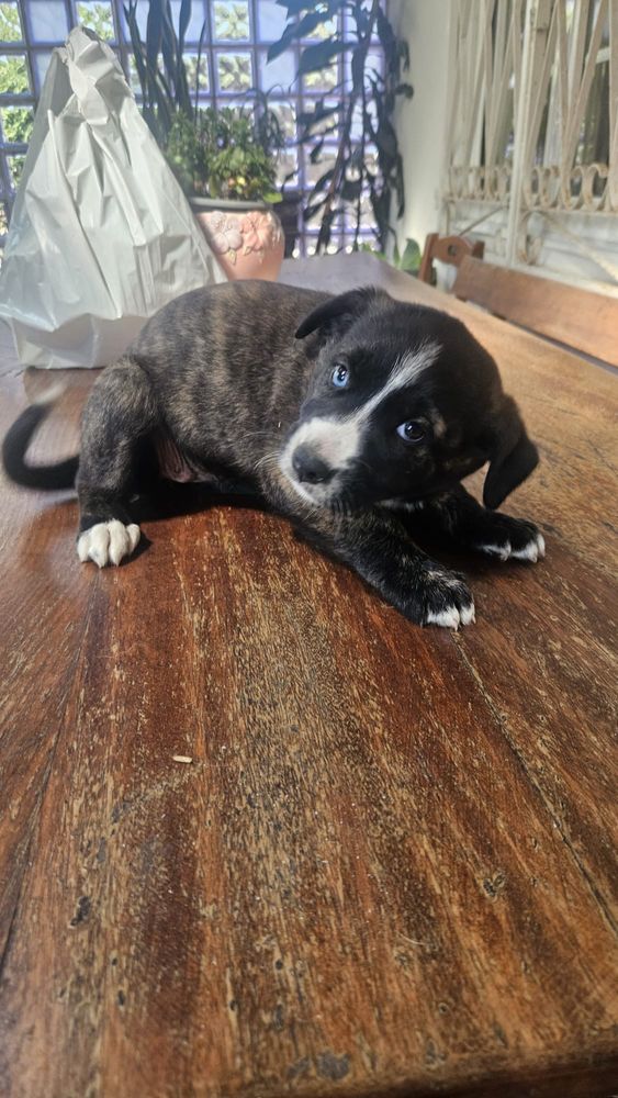Caes Bebes para adoção