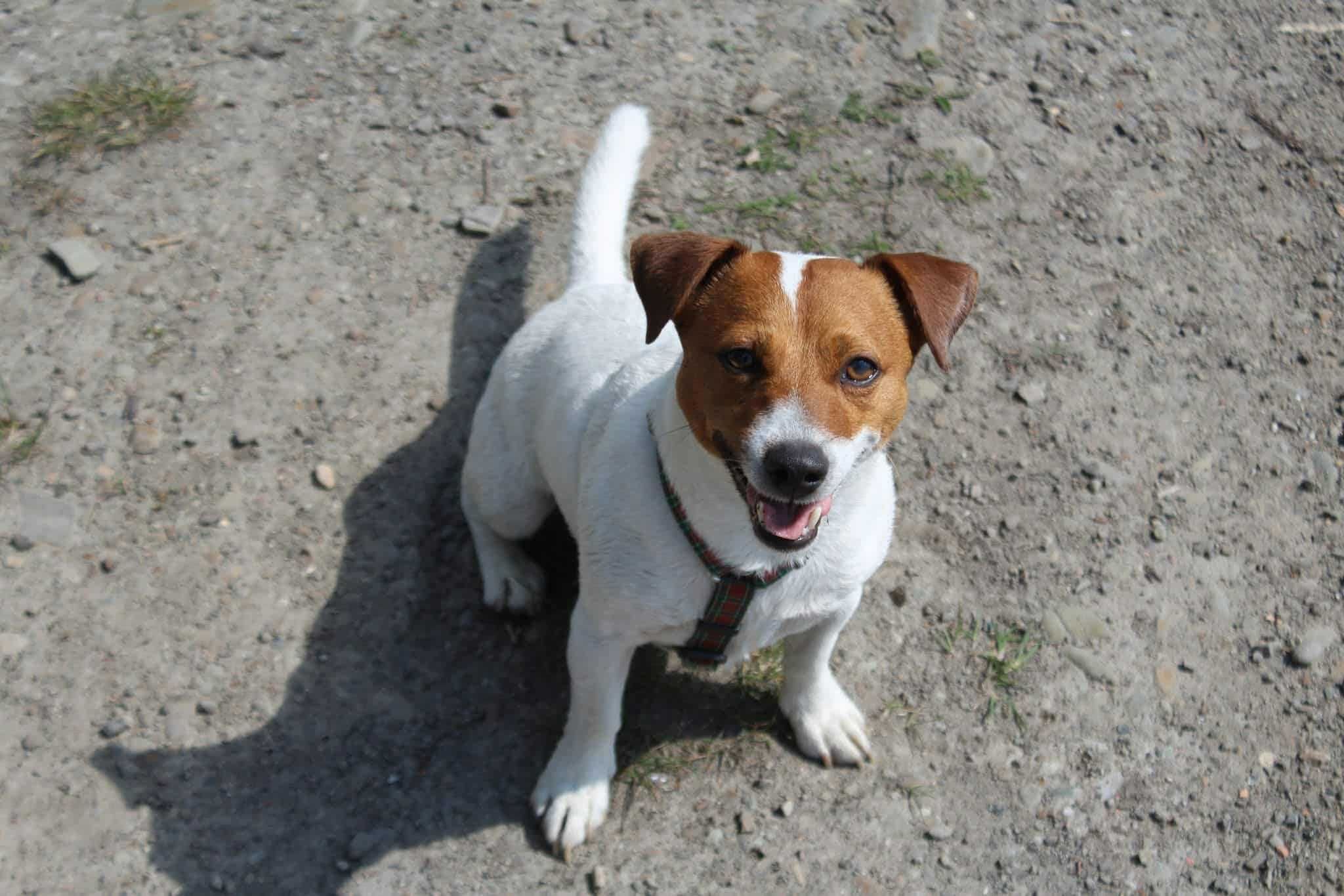 Oddam psa Jack Russell