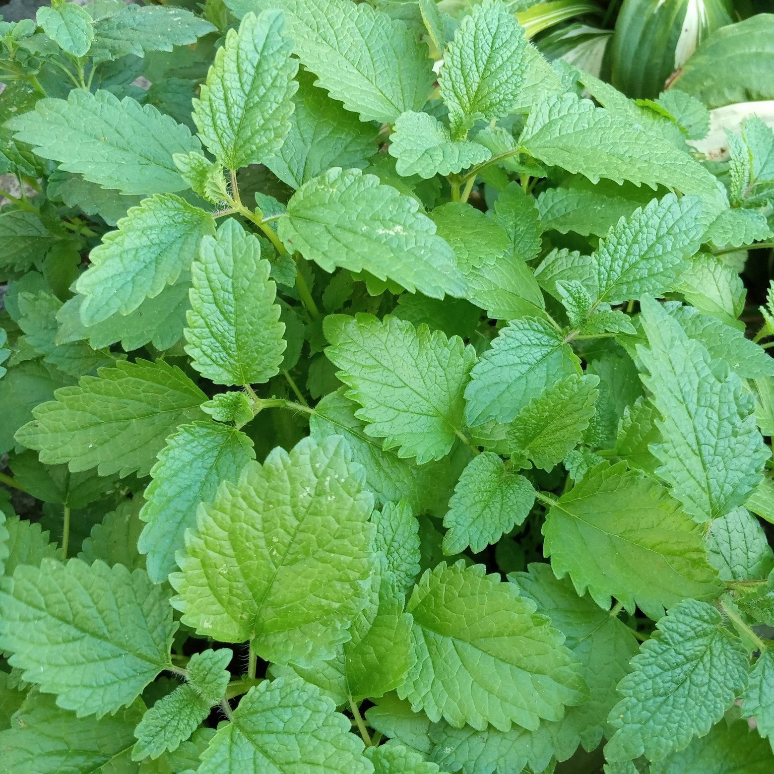 Zakwas syrop czarny bez ocet przytulia piołun róża podbiał zioła oxyme