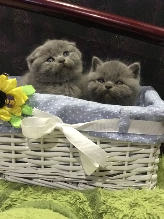 Шикарний кіт на вязку !