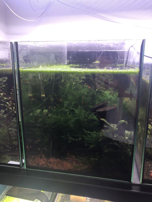 Akwarium 50l z krewetkami Caridina Bloodshot