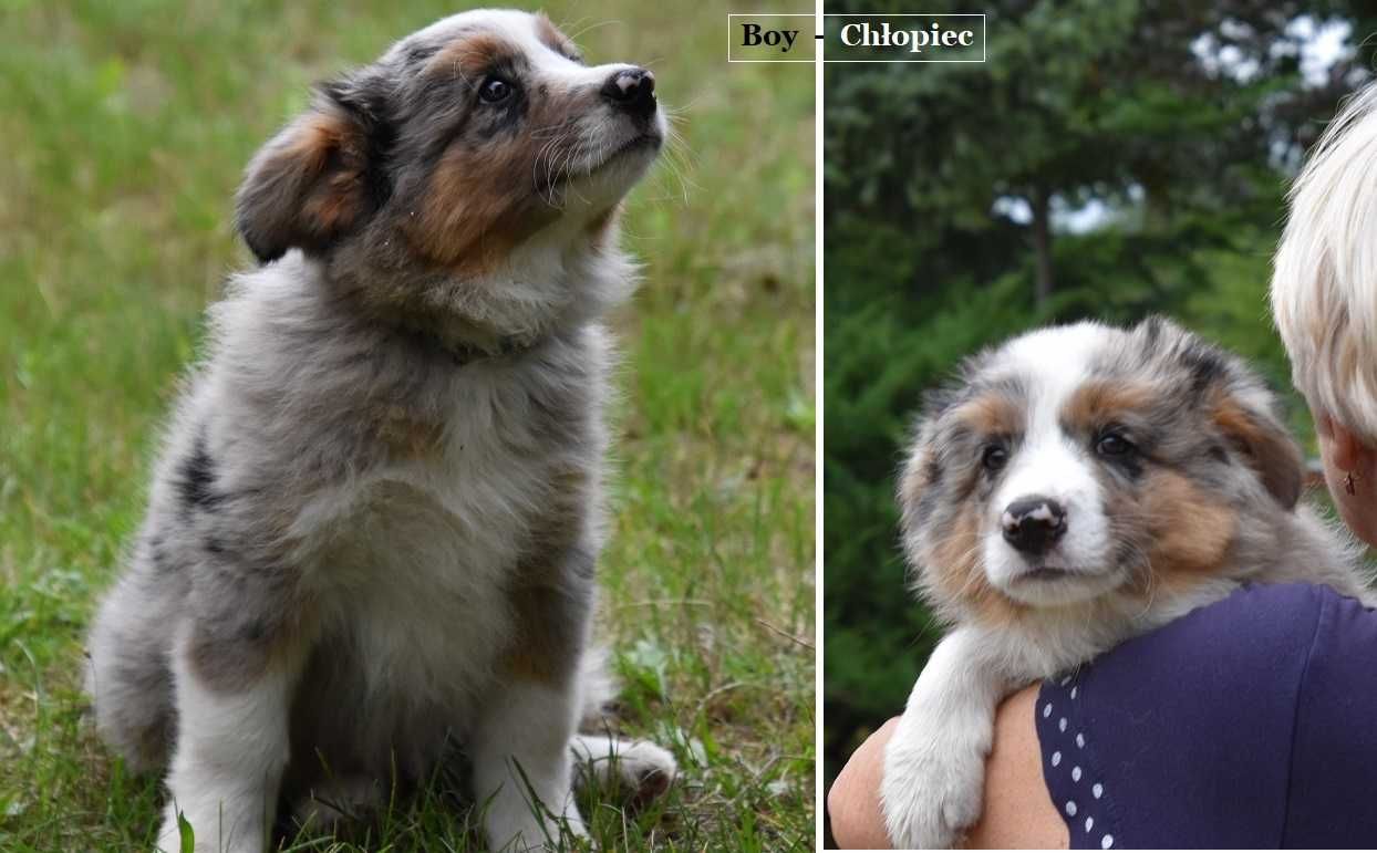 Border Collie Piesek