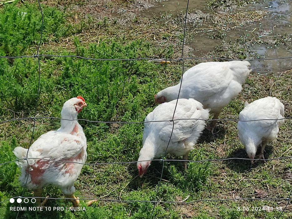 Kurczak ze wsi ,kura rosołowa,  brojler, mięso z kury, tuszka