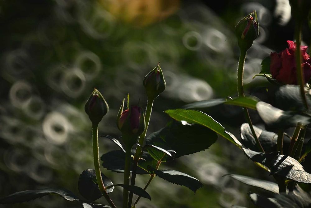 Tamron 500/8 TELE MACRO SP (Adaptall) - Canon FD, Minolta MD/SR