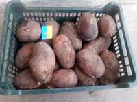 Продам картоплю велику насіньову та дрібну!!!