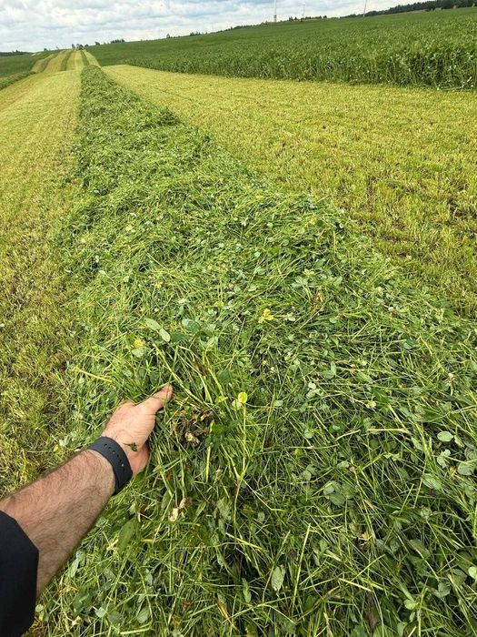 Kiszonka z koniczyny i sianokiszonka z koniczyną