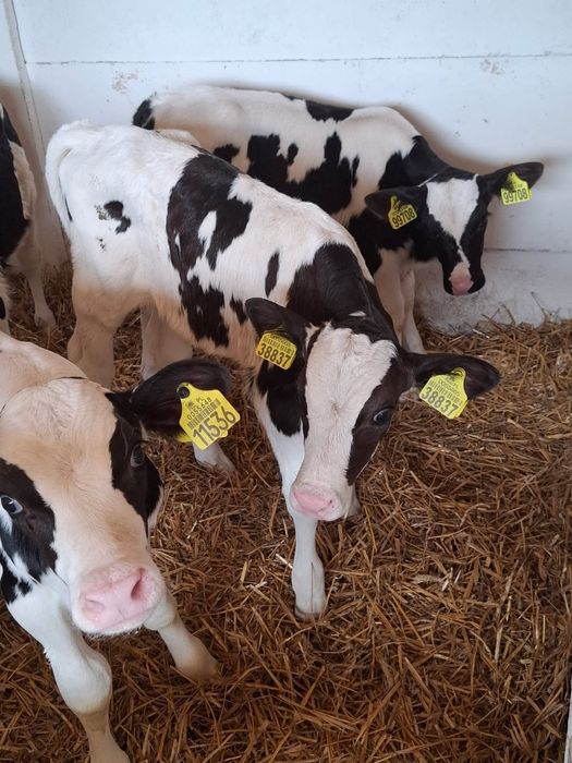 Sprzedam byczki - 10 szt