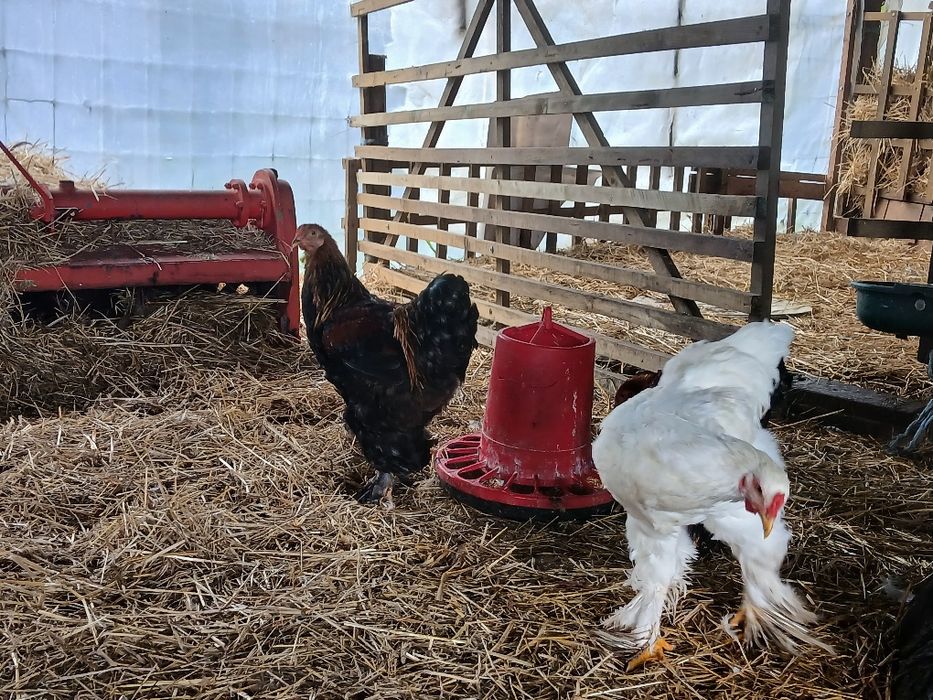 Frangos Brahma puros