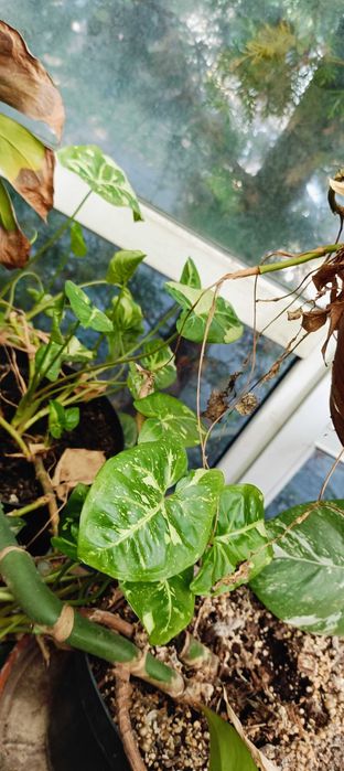 Kwiaty domowe doniczkowe