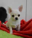 Chihuahua mini pies suczka prawdziwy rodowód ZKwP FCI SUPER OKAZJA !!!