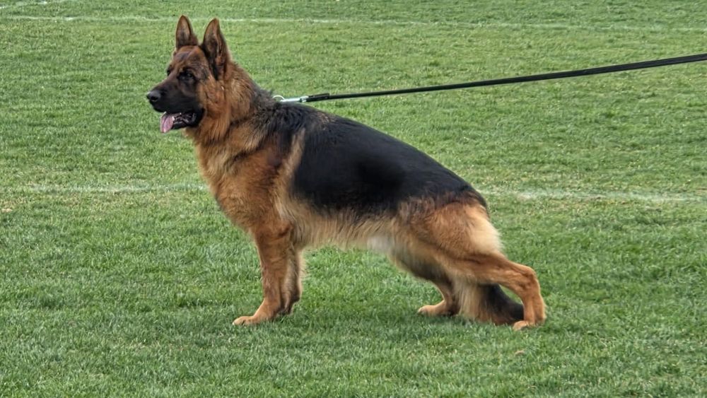 Owczarek niemiecki krótkowłosy fci