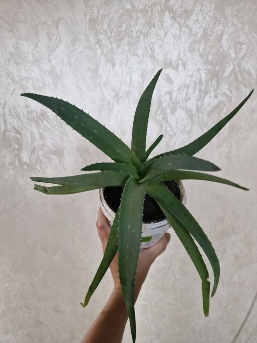 Разные сорта Алоэ. Детки и взрослые растения