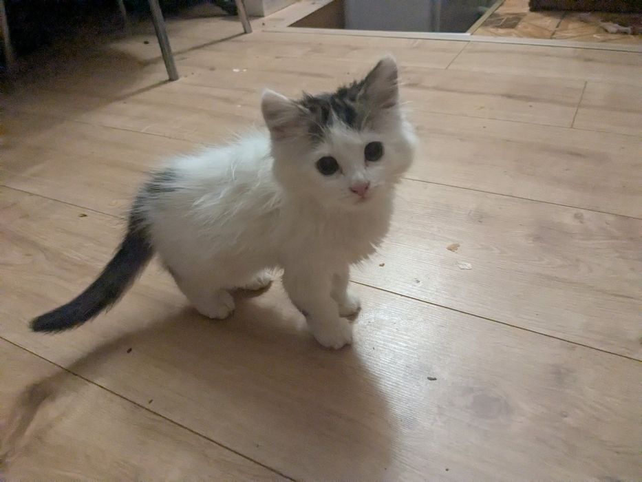 Гарна пухнаста кішечка