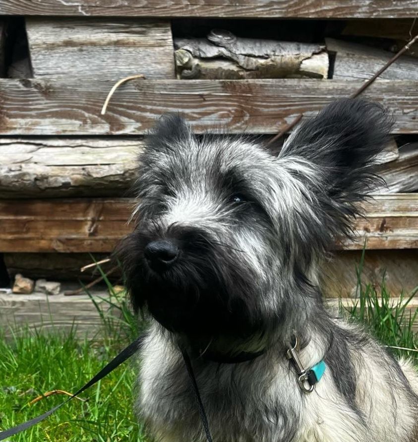 Skye Terrier piesek ZKwP