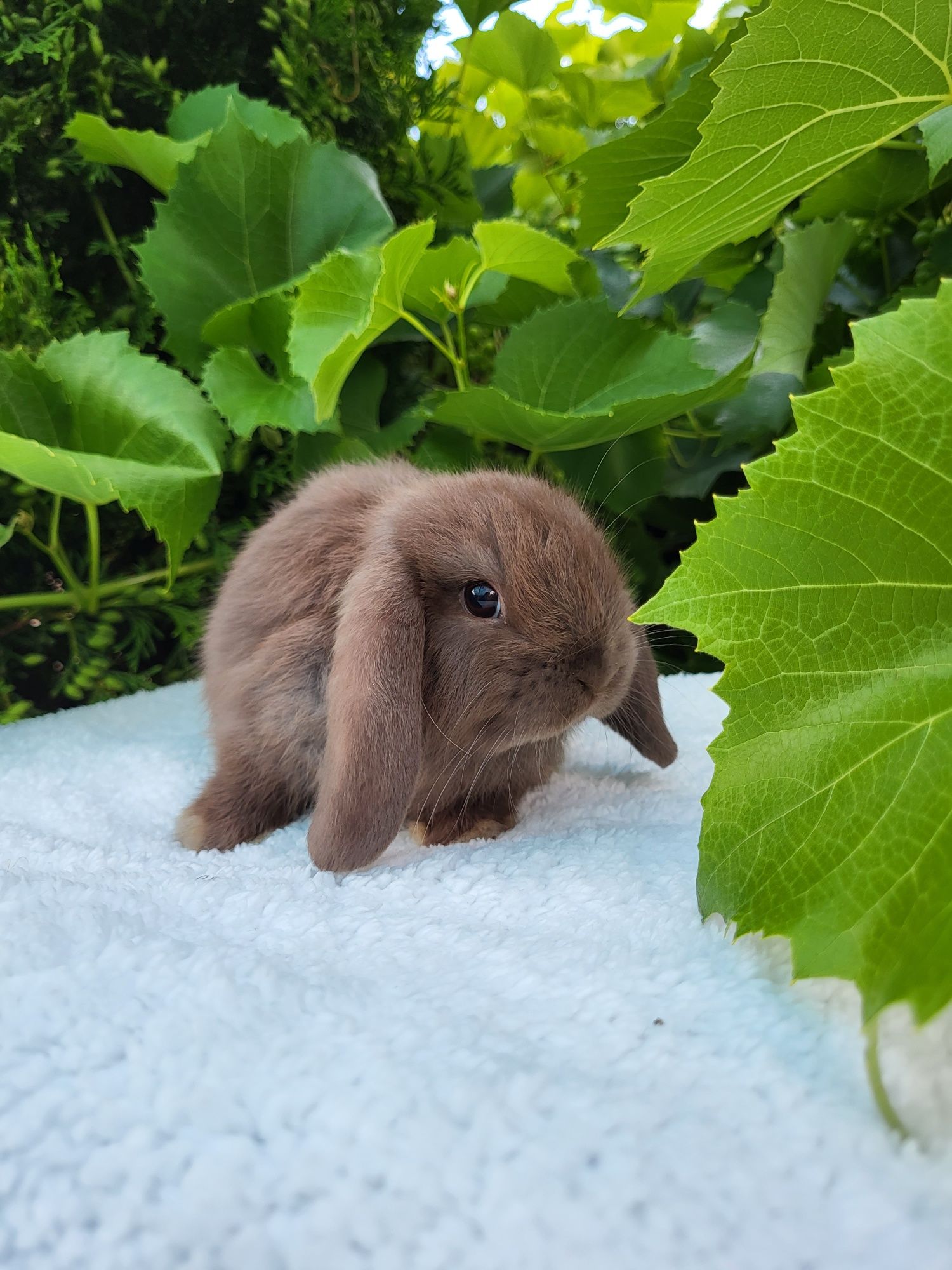 Króliczki Mini Lop. Zdrowe maluszki z kompletem szczepień.