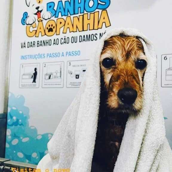 Self-Service, abra o seu próprio Negócio lavagem de animais