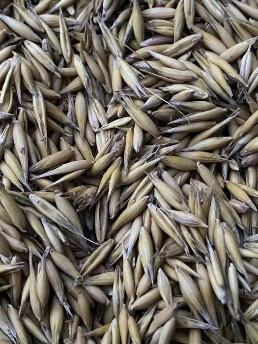 Sprzedam owies na pasze tegoroczny zbiór