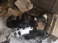 Cães para adoção
