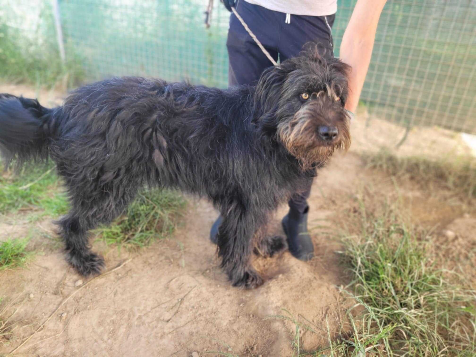 Przyjazny BRYTAN w typie owczarka briard szuka domu !!