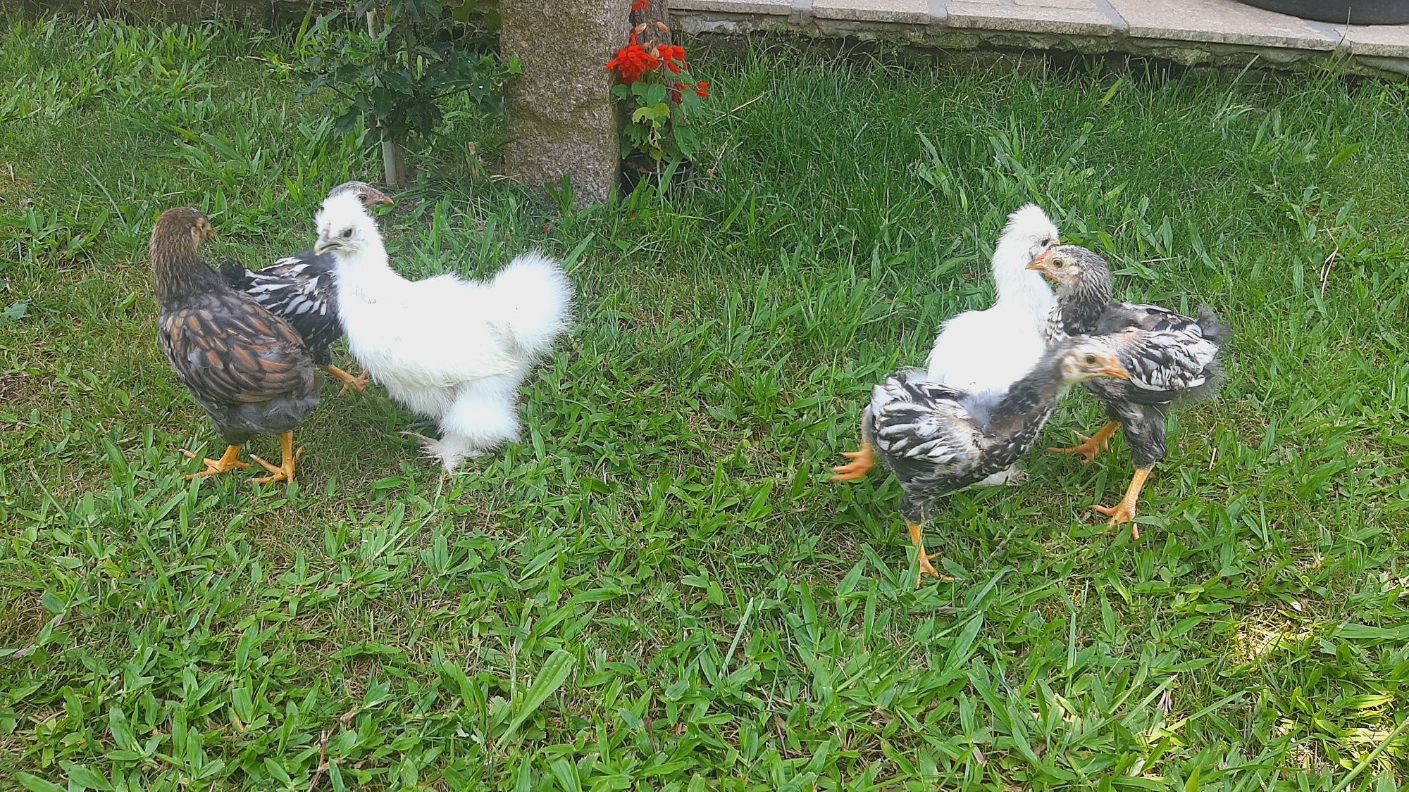 Lote sedosas e wyandottes