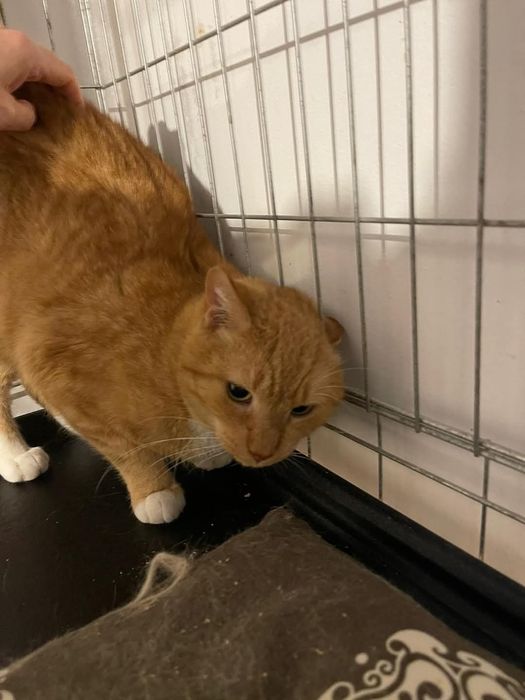 Zocha, dla przyjaciół Zosia - kotka do adopcji