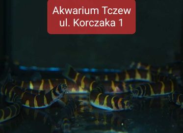 Piskorek ul Korczaka Akwarium Tczew