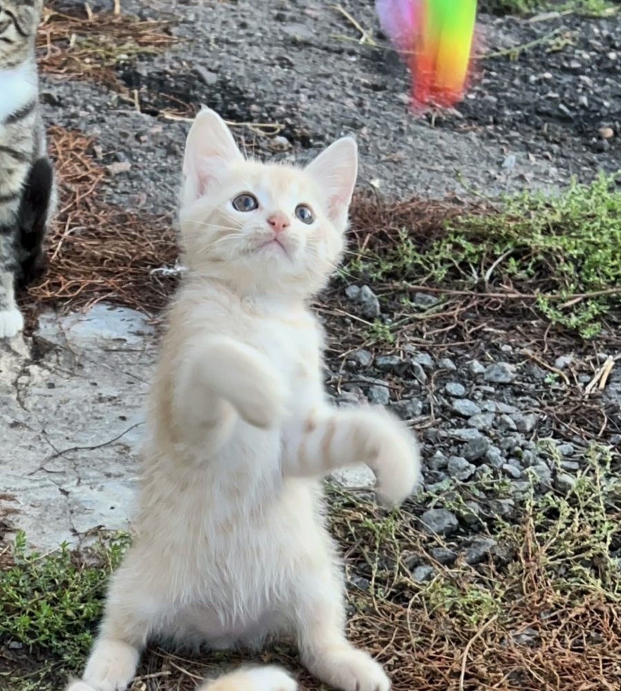 Кіт котик котеня