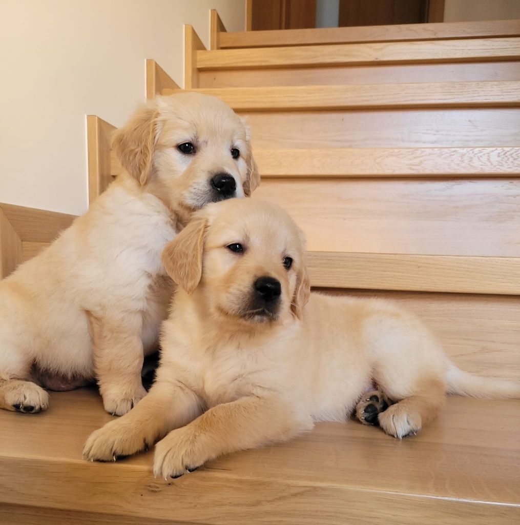 Golden Retriever piesek