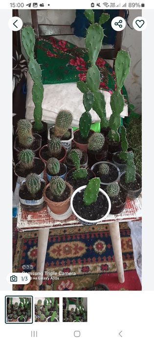 Продам кактусы,кактусы