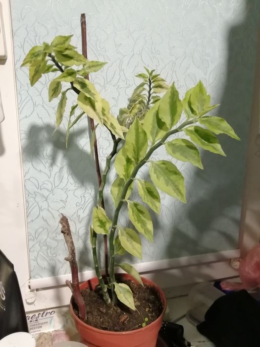 Педилантус,черенки и укоренённые