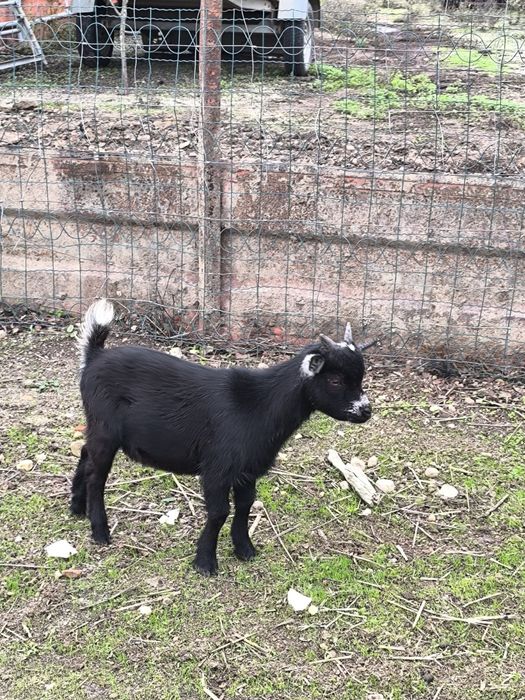 Cabritos Anãs machos