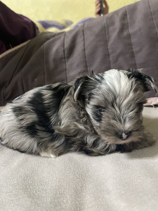 Продамо цуценят міні йорк