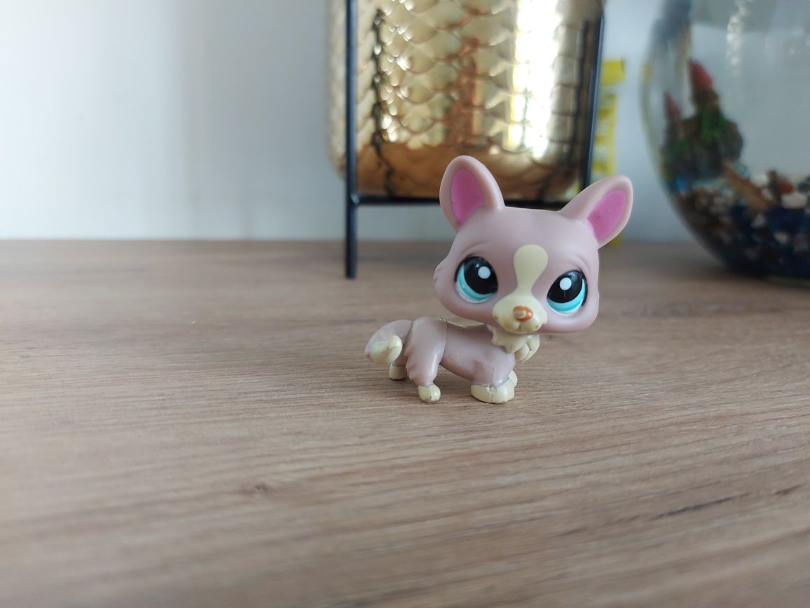 Figurka Littlest Pet Shop LPS pies piesek Corgi Hasbro 2007