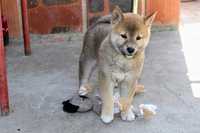 Piesek  SHIBA Inu.  8 tygodni