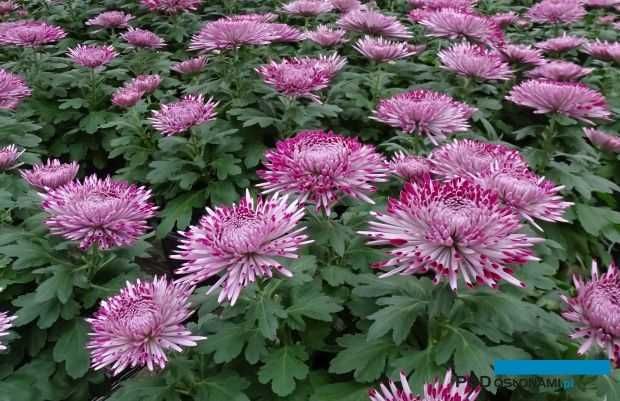 Chryzantemy wielkokwiatowa