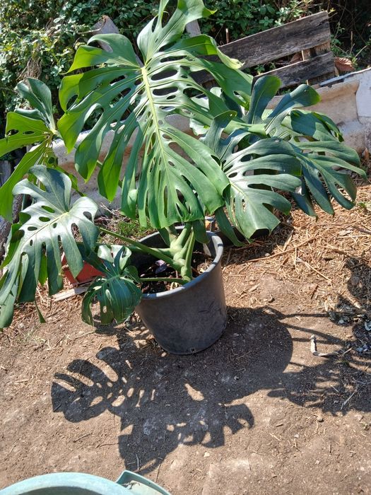 Vendo Planta costela de Adão de folha gigante k veio da ilha da Madeir