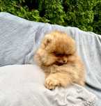 Pomeranian , szpic miniaturowy .