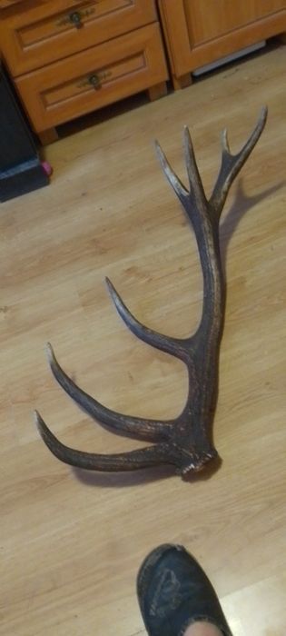 Sprzedam poroże,jedna tyke