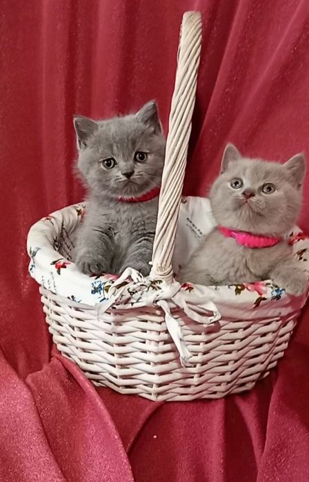 Котята : Мы котята озорные, лилаки и голубые .