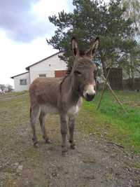 Osioł samiec do agroturystyki