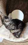 Radioactive czarny kocurek Maine Coon