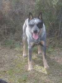 Australian Cattle Dog