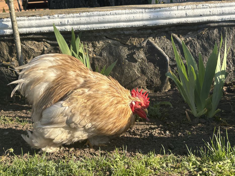 Карликовий кохінхін (боблейт)