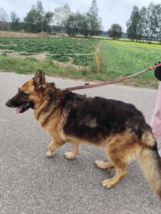 Owczarek niemiecki Wiesio szuka domu!