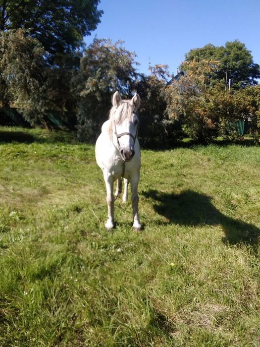 Продається кобила з возом та робочим приладдям