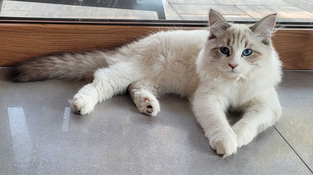 Kociak BOCOLOR syberyjski, Neva Masquerade z rod. FPL opcja. SHOW