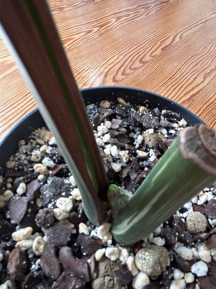 Monstera Albo variegata