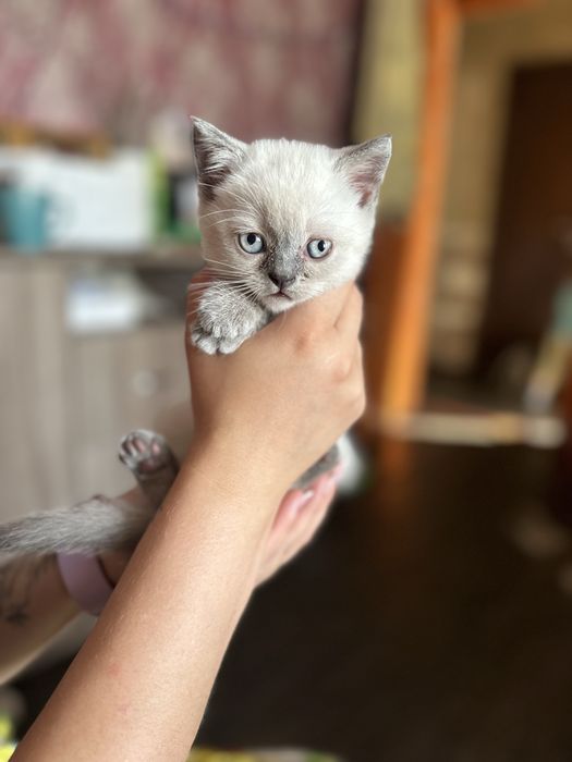 В продаже шотландская вислоухая девочка,шотландский прямоухий мальчик